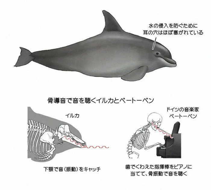 Japanese Illustrator Shows How Humans Would Look If We Had Various Animals' Bone Structures (14 Pics)