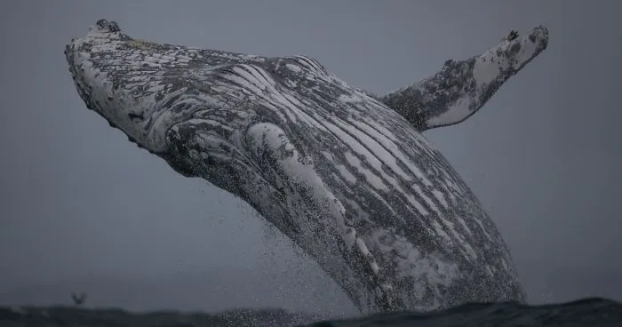This Giant Humpback Whale Breached Out Of The Ocean, And People Watching It Probably Got Spooked Out