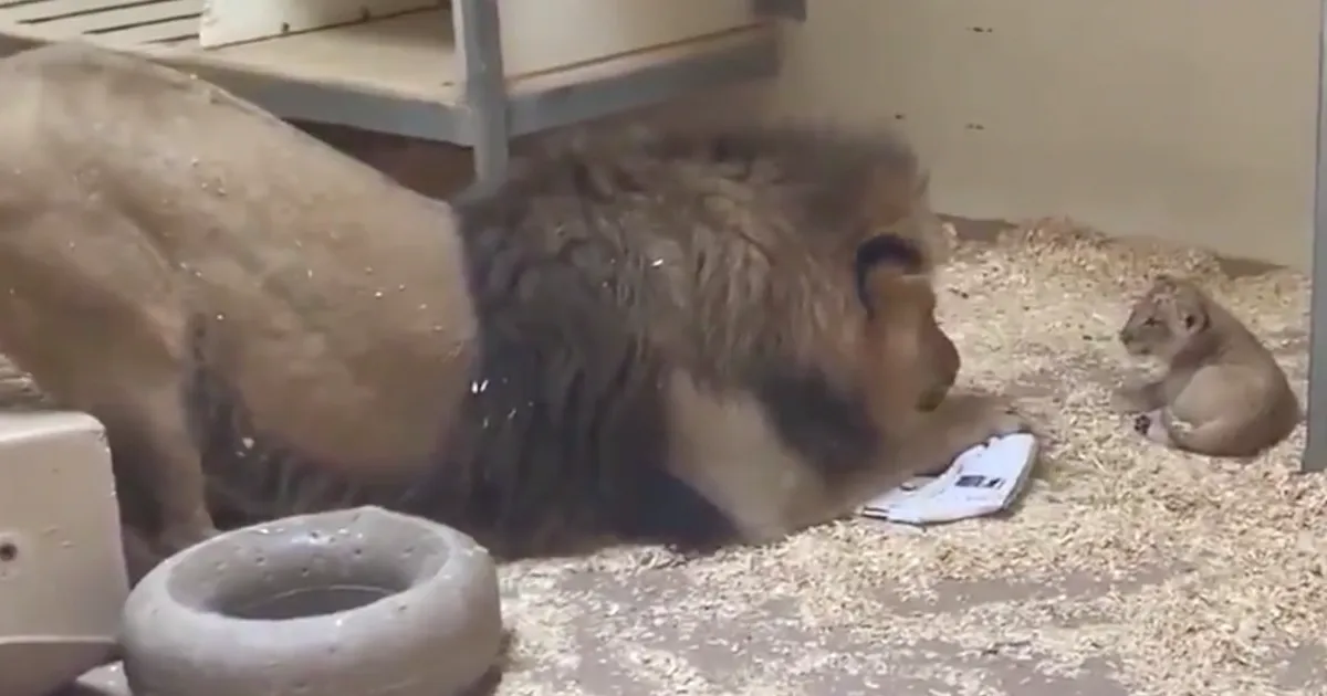 Este papá león se agacha para ver por 1ª vez a su cachorro en este adorable vídeo