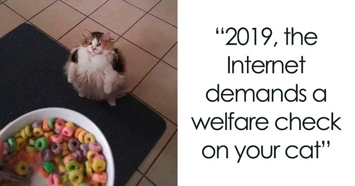 Good News, Everyone - Loops The Cat Is Alive And Well