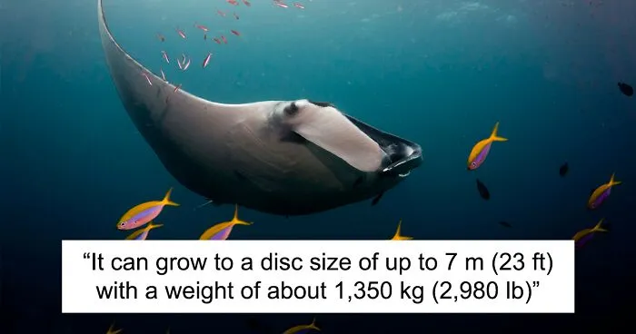 I Captured Endangered Manta Rays To Show How Beautiful And Fragile The Underwater World Is (21 Pics)