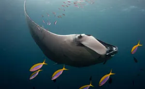 I Captured Endangered Manta Rays To Show How Beautiful And Fragile The Underwater World Is (21 Pics)