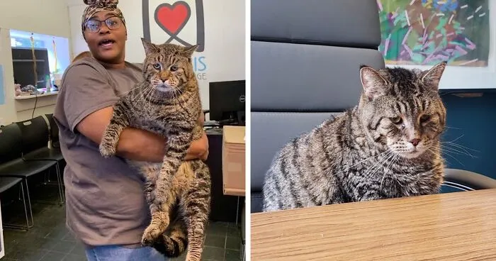 After People Went Crazy Over This 26lb Chonky Cat, He Finally Gets Adopted