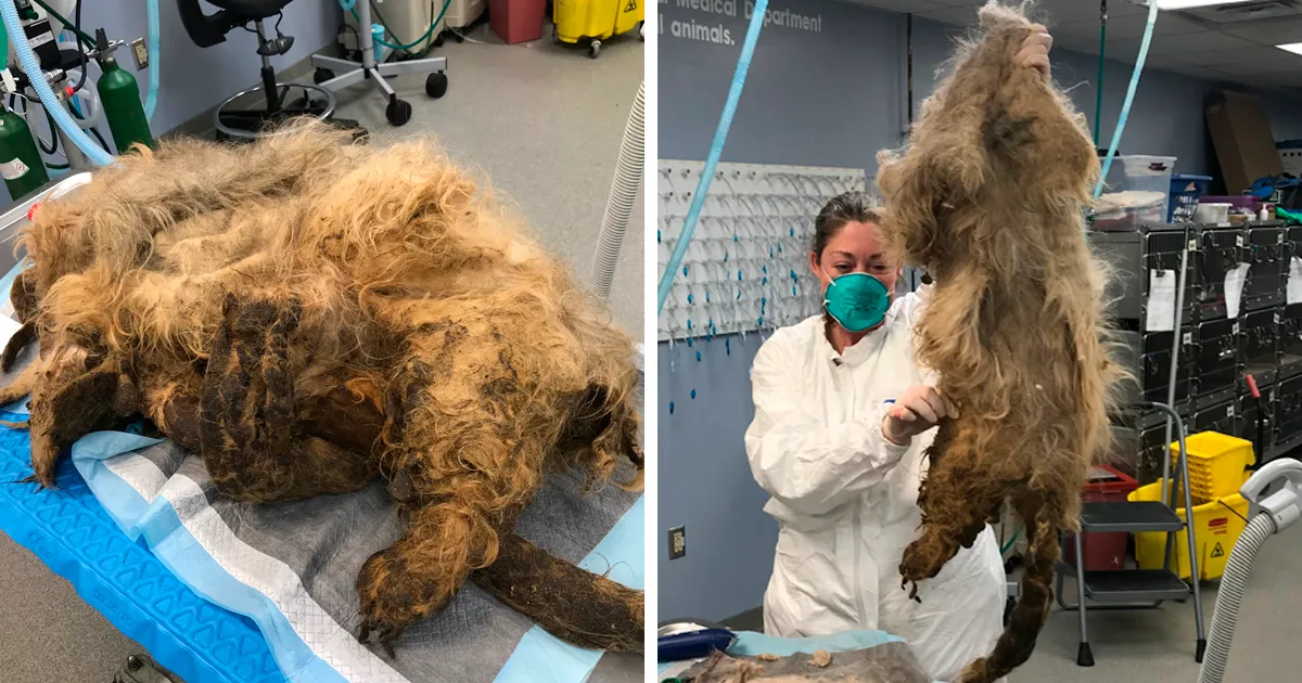 Este perro no podía ni moverse a causa de su pelaje extremadamente enredado, pero consiguieron salvar su vida