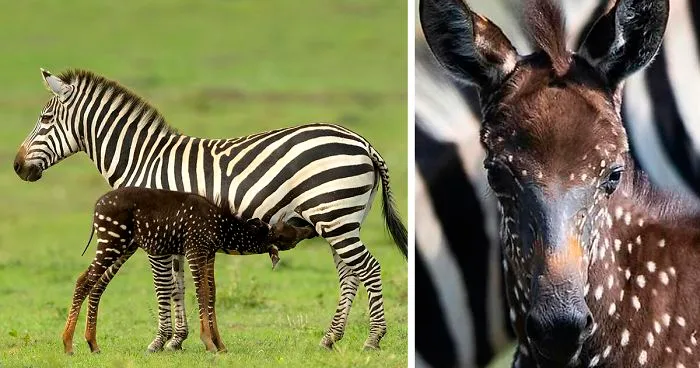 This Baby Zebra Was Born With Spots Instead Of Stripes