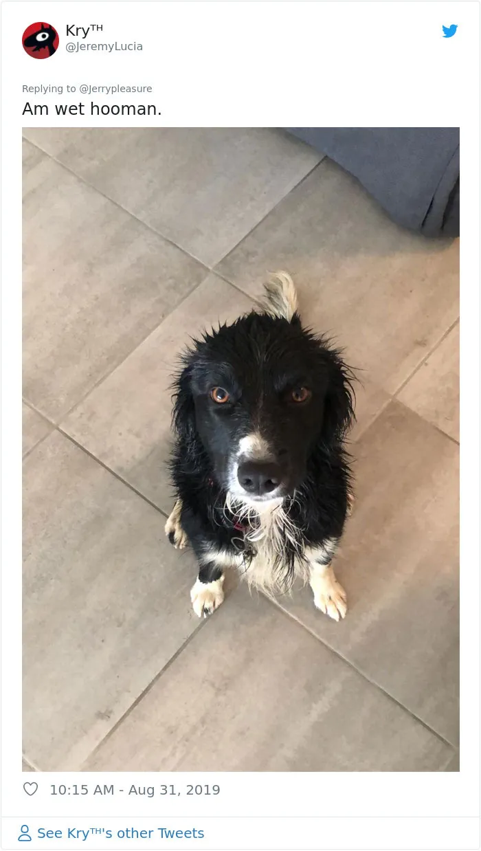 Someone Asked Twitter Users To Share Their Last Dog Pictures And The Responses Are Absolutely Pawsome
