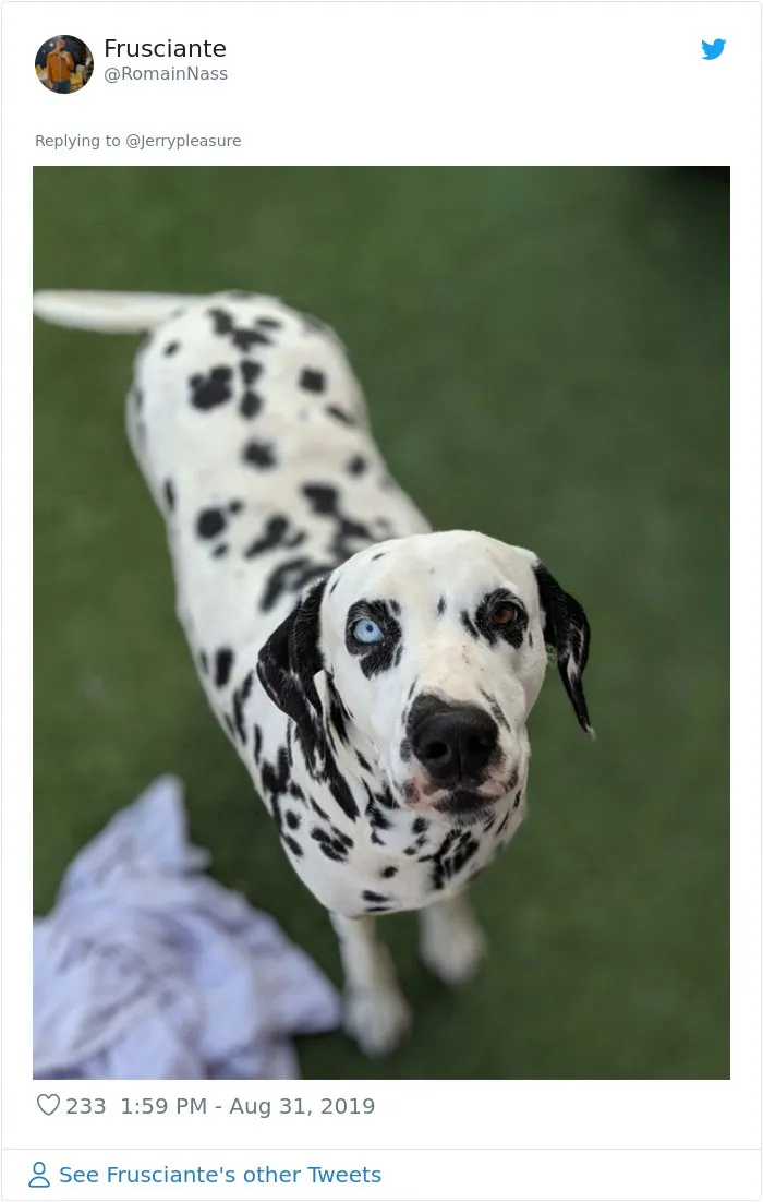 Someone Asked Twitter Users To Share Their Last Dog Pictures And The Responses Are Absolutely Pawsome