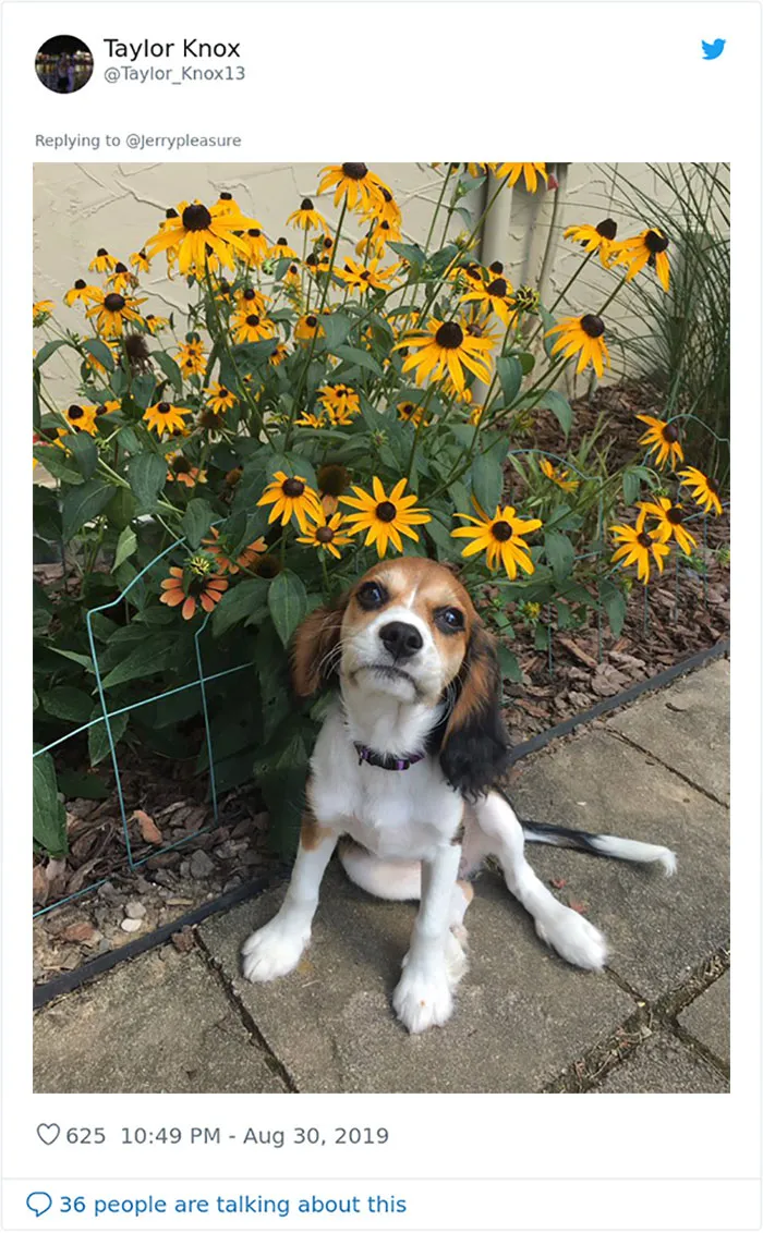 Someone Asked Twitter Users To Share Their Last Dog Pictures And The Responses Are Absolutely Pawsome