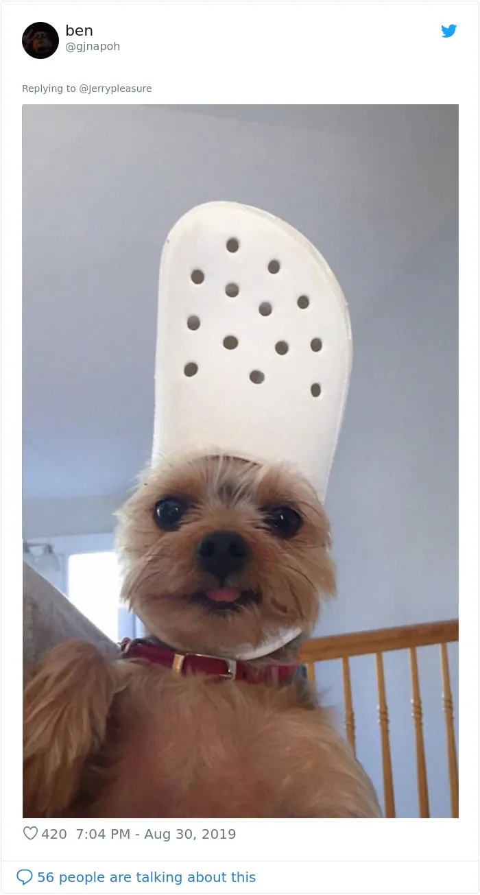 Someone Asked Twitter Users To Share Their Last Dog Pictures And The Responses Are Absolutely Pawsome