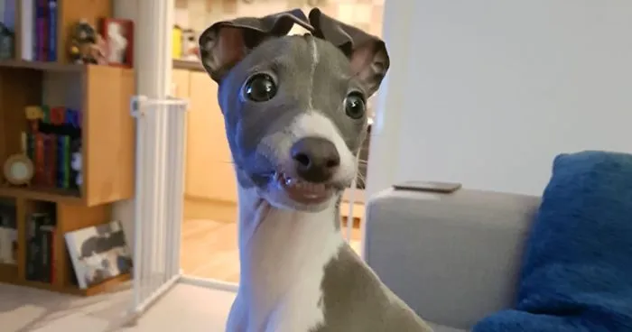 Someone Asked Twitter Users To Share Their Last Dog Pictures And The Responses Are Absolutely Pawsome