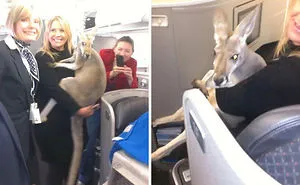 People Are Saying That These People Have Gone Too Far With Their Emotional Support Animals, Others Disagree (17 Pics)