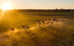 I Capture Wild Animals And Stunning Landscapes In Lithuania Using My Drone (22 Pics)