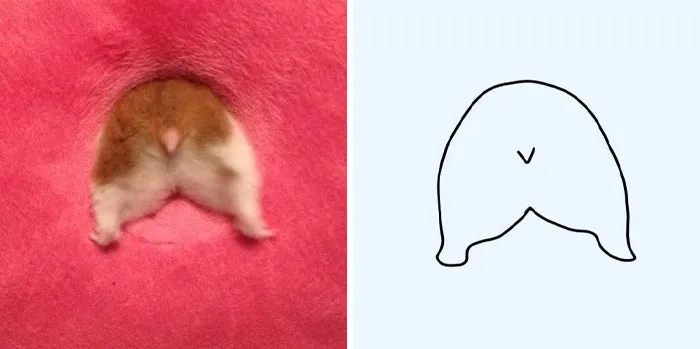 This Twitter Account Posts ‘Poorly Drawn Animals’ And Here Are 37 Of The Funniest Ones