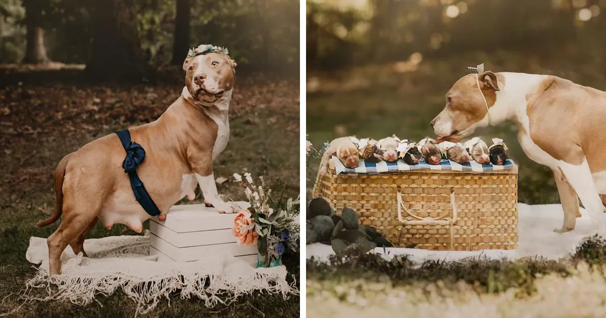 Esta pitbull tuvo su propia sesión de fotos de maternidad y sale radiante