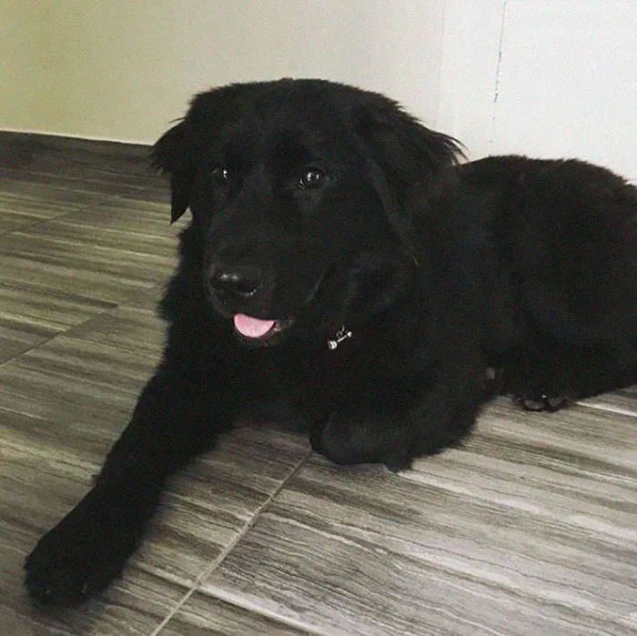 People Are Posting Rescue Dog Stories In Response To This Viral Post About An Abandoned Dog (30 Stories)
