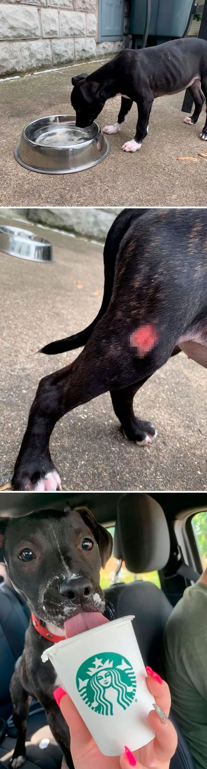 People Are Posting Rescue Dog Stories In Response To This Viral Post About An Abandoned Dog (30 Stories)