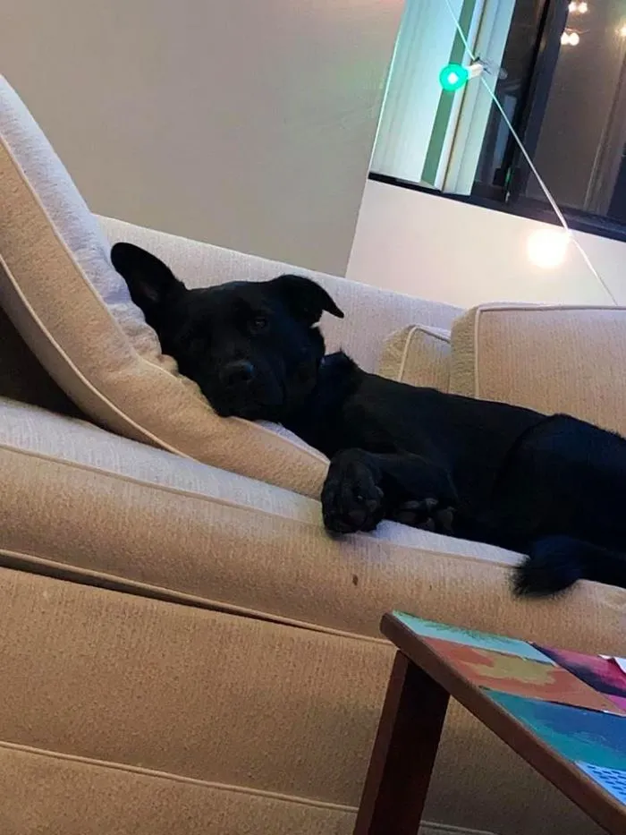 People Are Posting Rescue Dog Stories In Response To This Viral Post About An Abandoned Dog (30 Stories)