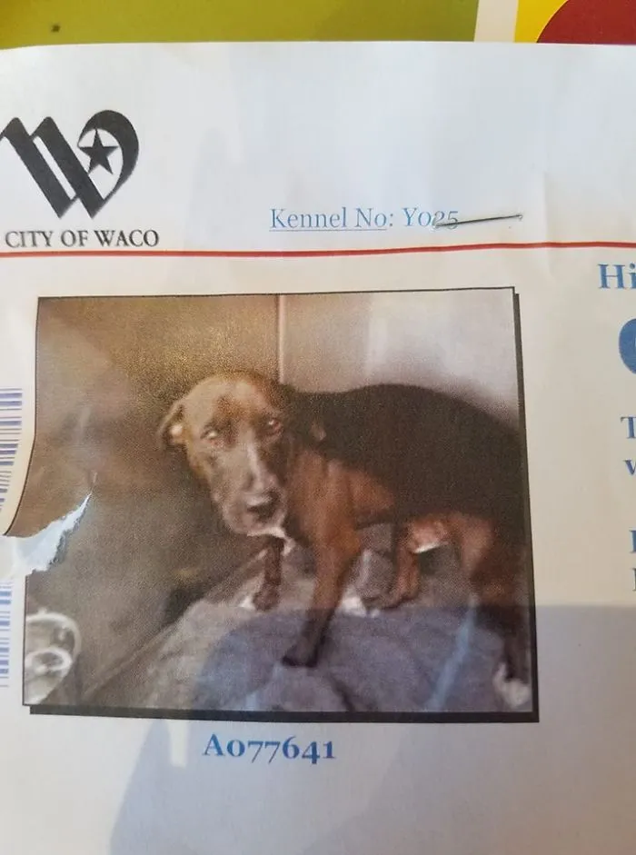 People Are Posting Rescue Dog Stories In Response To This Viral Post About An Abandoned Dog (30 Stories)