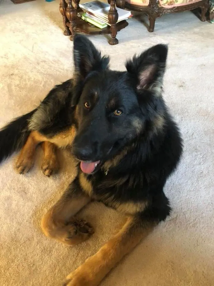 People Are Posting Rescue Dog Stories In Response To This Viral Post About An Abandoned Dog (30 Stories)