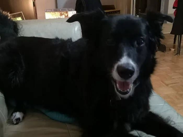 People Are Posting Rescue Dog Stories In Response To This Viral Post About An Abandoned Dog (30 Stories)