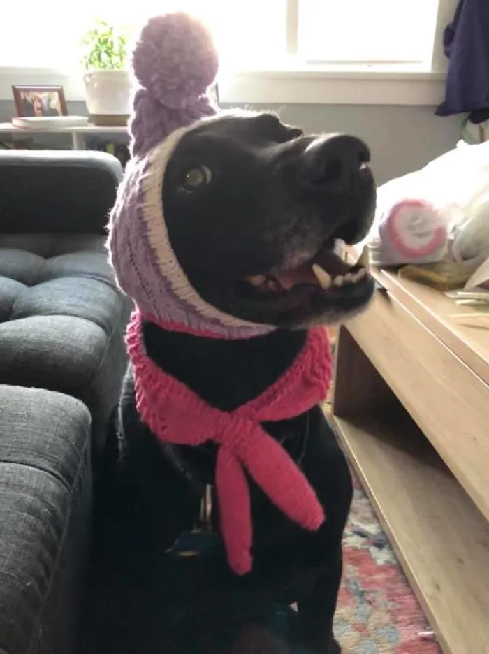 People Are Posting Rescue Dog Stories In Response To This Viral Post About An Abandoned Dog (30 Stories)
