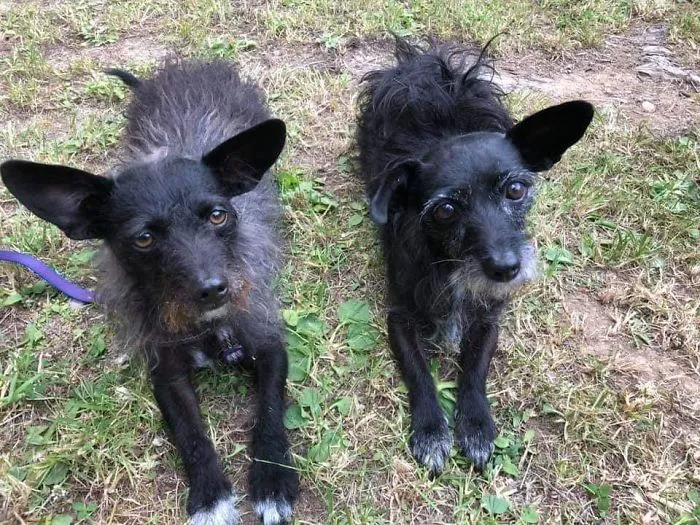People Are Posting Rescue Dog Stories In Response To This Viral Post About An Abandoned Dog (30 Stories)