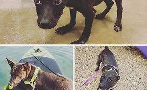 People Are Posting Rescue Dog Stories In Response To This Viral Post About An Abandoned Dog (30 Stories)