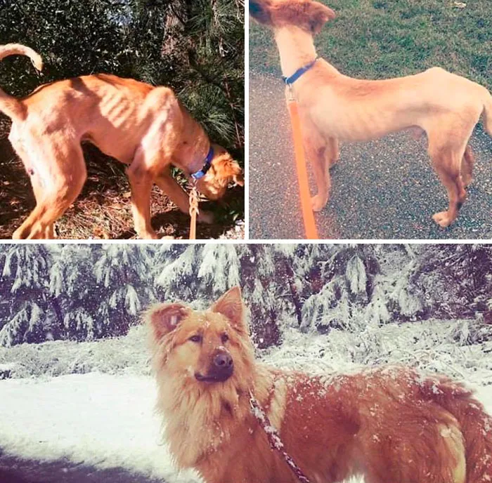 People Are Posting Rescue Dog Stories In Response To This Viral Post About An Abandoned Dog (30 Stories)