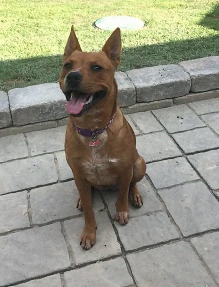 People Are Posting Rescue Dog Stories In Response To This Viral Post About An Abandoned Dog (30 Stories)