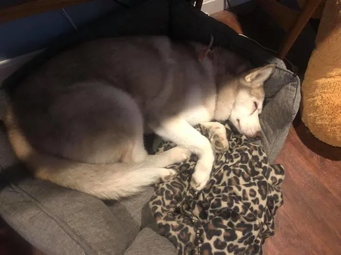 People Are Posting Rescue Dog Stories In Response To This Viral Post About An Abandoned Dog (30 Stories)