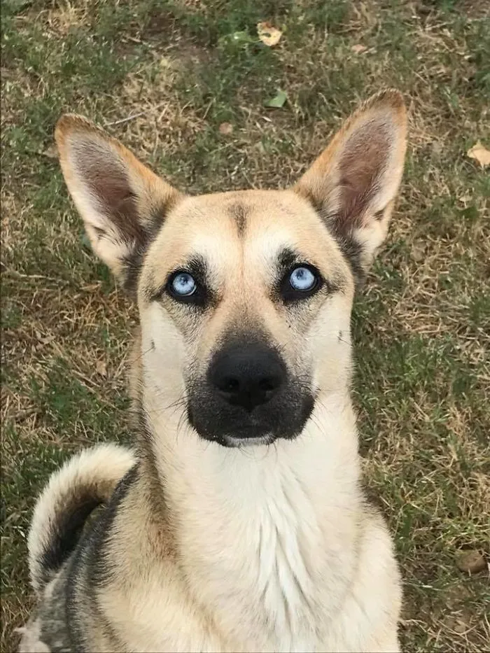 People Are Posting Rescue Dog Stories In Response To This Viral Post About An Abandoned Dog (30 Stories)