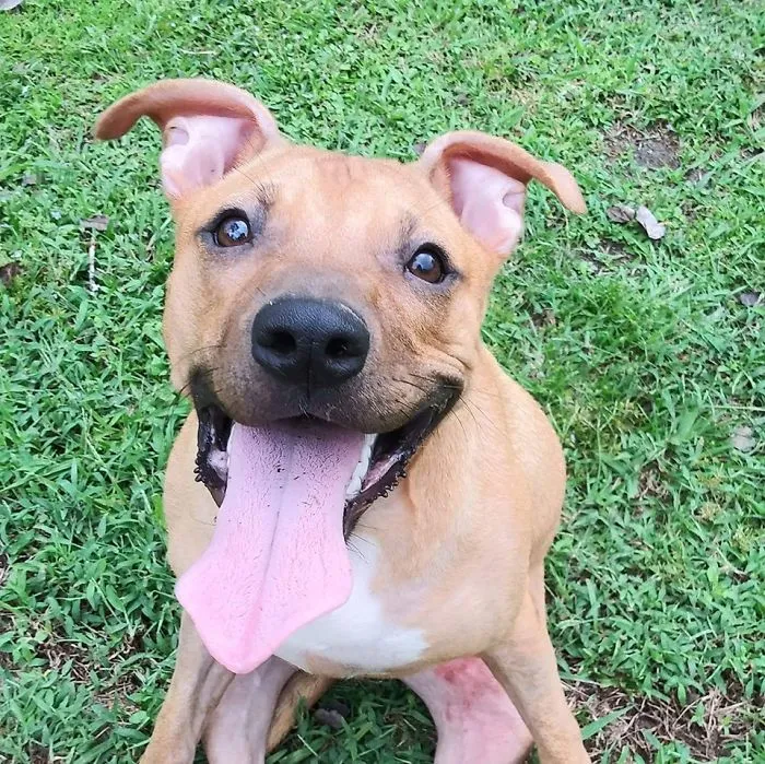 People Are Posting Rescue Dog Stories In Response To This Viral Post About An Abandoned Dog (30 Stories)
