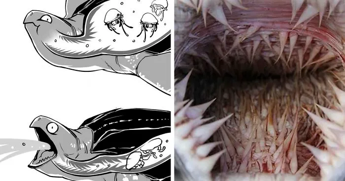 Sea Turtles Have Terrifying Mouths And This Person Explains The Science Behind It