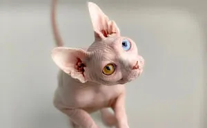 My Daughter Researched That A Sphynx Is The Best Cat For Our Family And Although I Was Hesitant At First, She Was Right