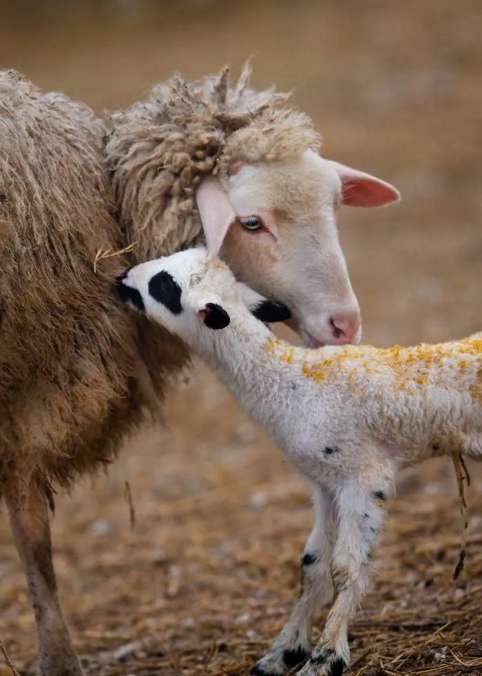 Sometimes Animals Can Be More Loving Than Humans, And I Photographed Them To Prove it (29 New Pics)