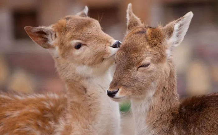 Sometimes Animals Can Be More Loving Than Humans, And I Photographed Them To Prove it (29 New Pics)