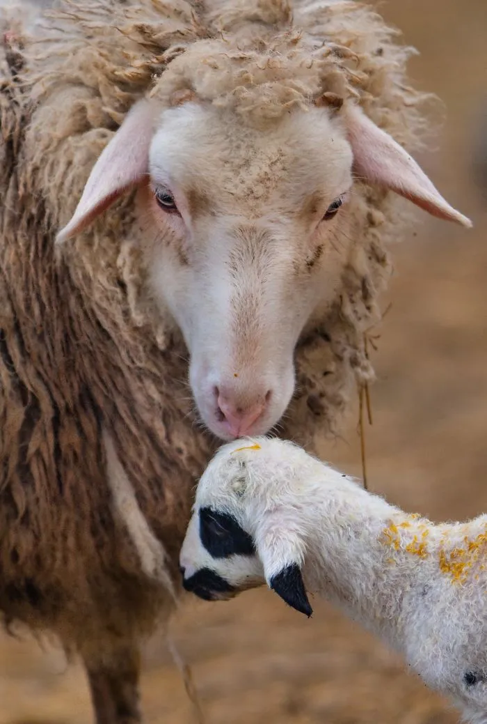 Sometimes Animals Can Be More Loving Than Humans, And I Photographed Them To Prove it (29 New Pics)