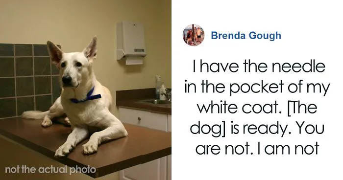 Heartbreaking Post On Euthanasia From A Vet That Has To Perform It Goes Viral