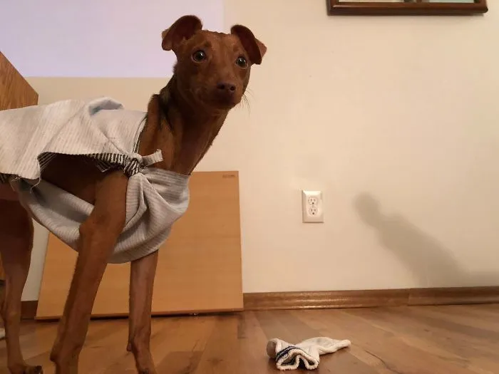 For Her First Halloween, She Became A Free Elf
