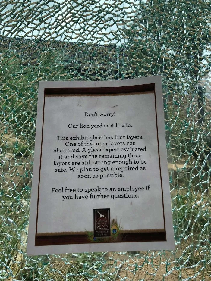 No Worries, 3 Layers Of Glass Still Remain To Protect You From The King Of The Jungle