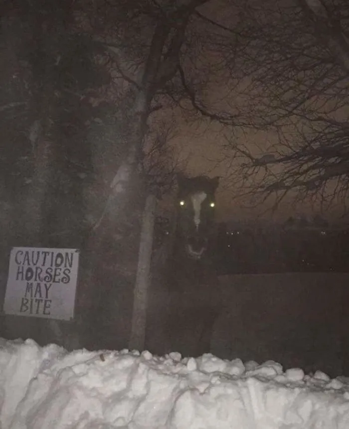 Cuidado, los caballos pueden morder