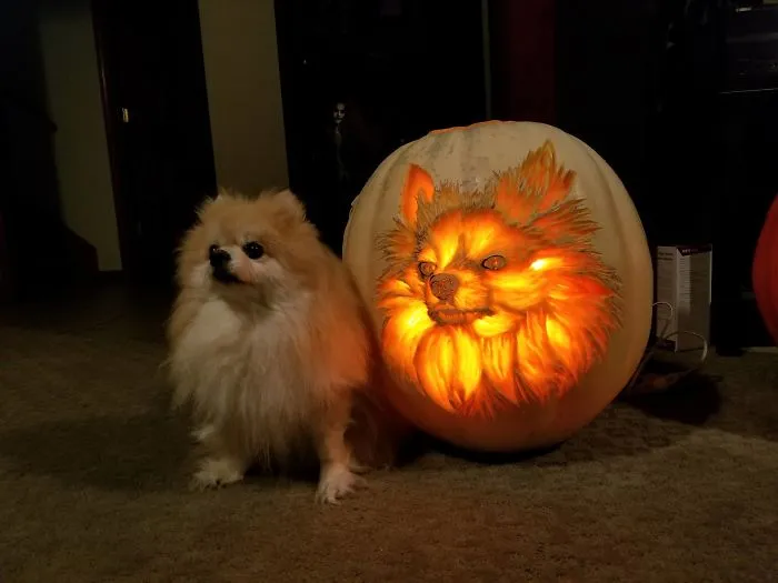 Tallé un Jack-O-perro