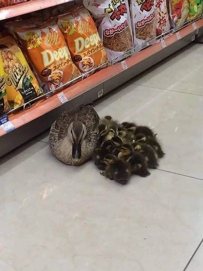 These 35 Pics Of Cute Ducks Might Make Your Day Better