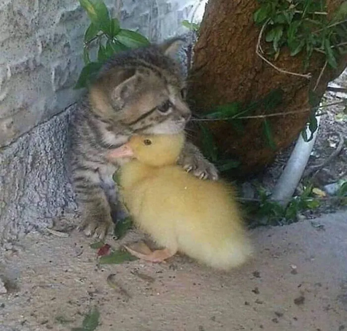 These 35 Pics Of Cute Ducks Might Make Your Day Better