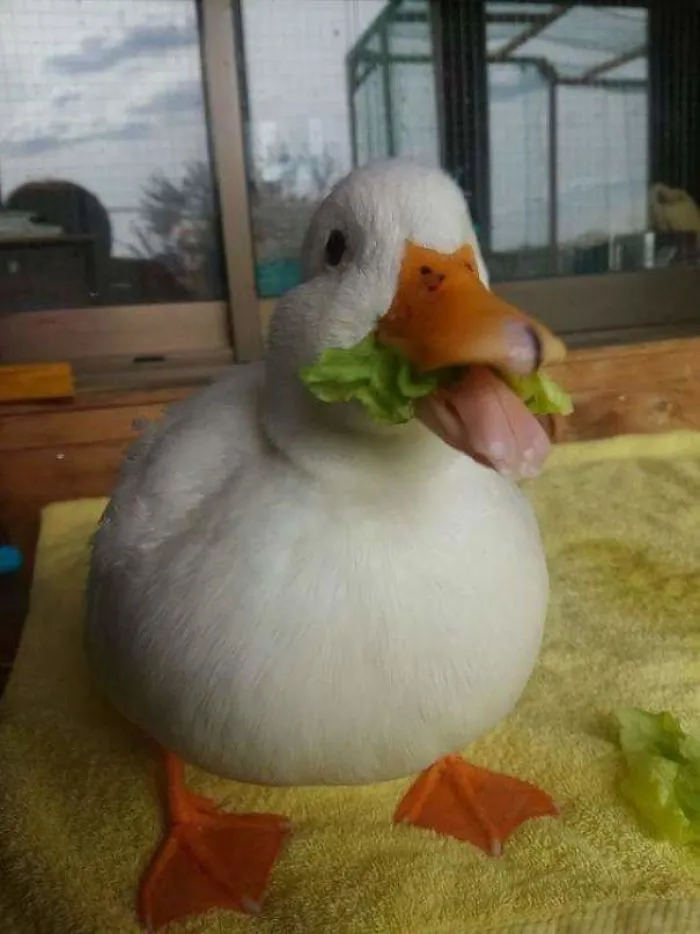 Cute duck munching on lettuce, standing on a yellow towel indoors.