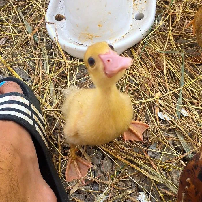 These 35 Pics Of Cute Ducks Might Make Your Day Better