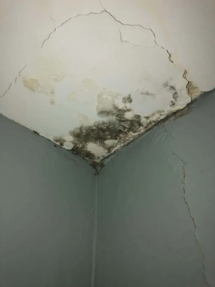 El casero se niega a arreglar esta gotera. ¿Es moho, es peligroso?