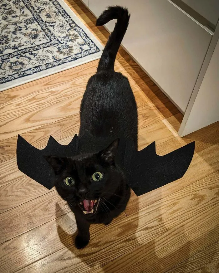 Desdentao / Chimuelo listo para Halloween