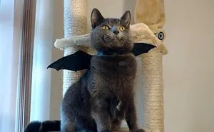 Meowsome Accessories To 3D Print For Your Cat