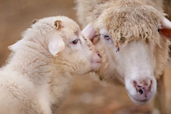 Sometimes Animals Can Be More Loving Than Humans, And I Photographed Them To Prove it (29 New Pics)